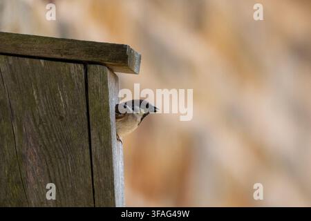 Baumsperling (Passer montanus) in einer Nistbox in Yorkshire, England. Stockfoto