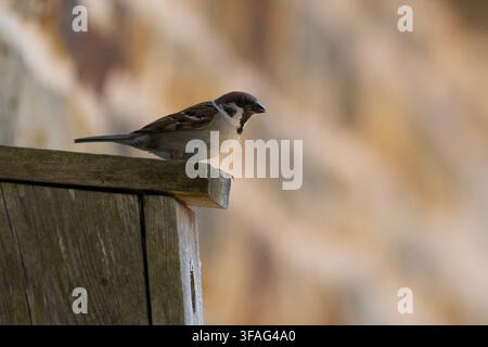 Baumsperling (Passer montanus) in einer Nistbox in Yorkshire, England. Stockfoto