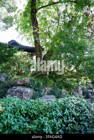 Ein ruhiger Blick auf einen ausgewachsenen Baumstamm, der aus einem moosbewachsenen Steingarten aufragt, mit einer einzigen blühenden Blüte und dichtem Grün. Stockfoto