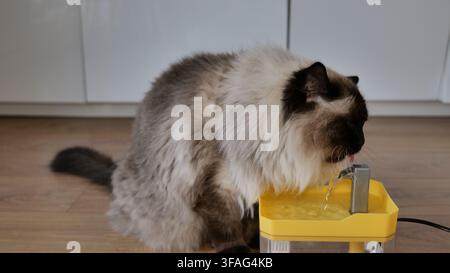Ragdoll Cat Trinkwasser aus einem Tierbrunnen Stockfoto