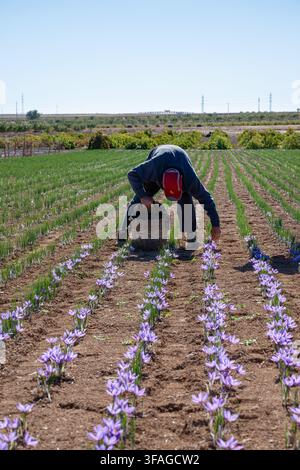 Bauer beugt sich, um lila Krokusse auf einem sonnendurchfluteten Feld zu ernten. Reihen erstrecken sich weit unter einem klaren blauen Himmel. Hände arbeiten sanft zwischen den Blüten und sammeln mit dem Wagen Stockfoto