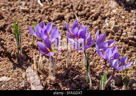 Lila Krokusblüten erblühen in trockener, rissiger Erde. Helle Blütenblätter stehen im Kontrast zu staubigem braunem Boden. Winzige grüne Stängel erheben sich aus kargem Boden. Die Frühe des Frühlings Stockfoto