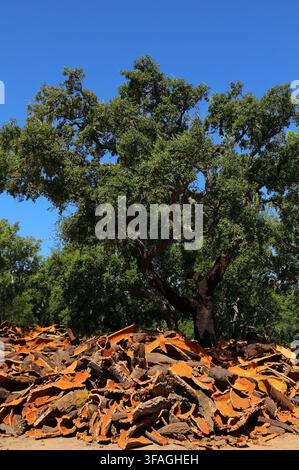 Neu geerntete Korkeichenrinde trocknet in der Sonne der Algarve. Korkeichenbaum im Hintergrund - Quercus suber. Monchique, Algarve, Portugal. Stockfoto
