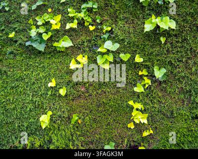 Vollbild-Oberblick-Nahaufnahme von hellgrünen Efeublättern, die sich an einer dichten immergrünen Zypressenhecke festklammern und darüber wachsen. Stockfoto