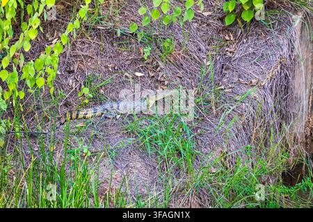 Baby-Alligator sonnt sich an einem Flussufer im Amazonas-Regenwald Stockfoto
