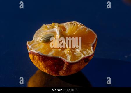 Eine gepresste Hälfte einer Mandarine mit einem sichtbaren Kern ruht auf einer dunkelblauen Oberfläche. Stockfoto