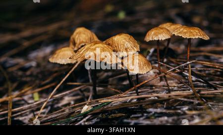 Büschel wilder brauner Pilze, die aus getrockneten Kiefernnadeln und natürlichem Detritus auf dem Waldboden sprießen. Echte Fotografie, keine generative KI Stockfoto
