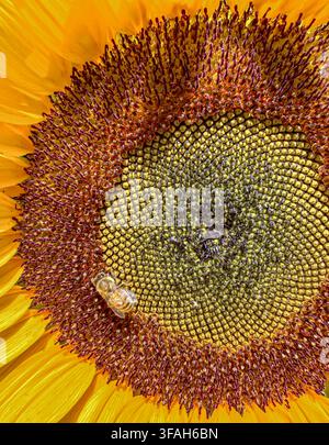 Detail einer Sonnenblume mit einer Honigbiene Stockfoto