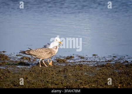 Jugendlicher Möwenadler mit schwarzem Rücken pickt am Schnabel der Elternmöwe nach Futter in Hamworthy, Dorset, UK Stockfoto