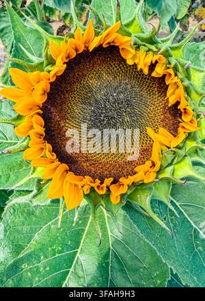 Detail einer großen blühenden Sonnenblume Stockfoto