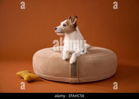 Der Jack Russell Terrier verlagert leicht seine Position, während er auf einem neutral getönten Bett sitzt. Ein helles Spielzeug setzt einen Kontrast zur Szene. Stockfoto