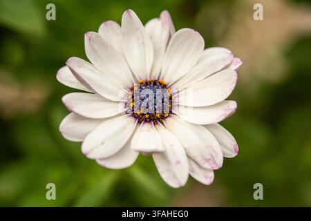 Makrofotografie einer weißen afrikanischen Aster (Osteospermum ecklonis) mit einem lebhaften blauen Zentraldiskus und gelben Staubbeuteln Stockfoto