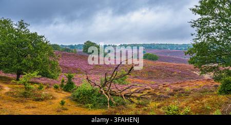 Eine atemberaubende 2:1-Panoramalandschaft der Posbank an einem schönen Augusttag, wenn das weitläufige Heideland in der Nähe von Rheden und Arnhem in der Provinz G Stockfoto