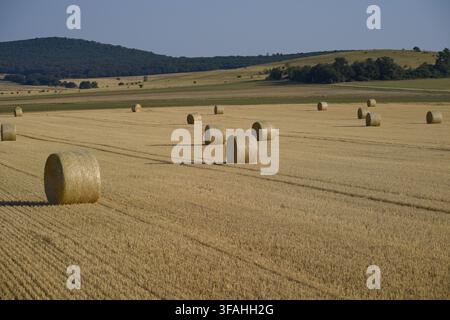 Morgendlicher Sonnenaufgang mit runden Strohballen auf einem geernteten Weizenfeld nahe Veszprem an der Autobahn 77 mit sanften Hügeln im Hintergrund, Ungarn Stockfoto