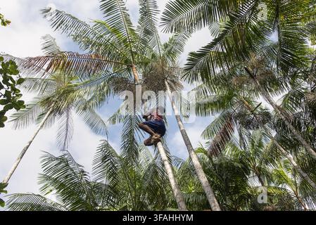 Sammler mit Gift, der eine Açaí-Palm in der quilombola-Gemeinschaft von Mangabeira auf der Insel Ingapijó erklimmt Stockfoto