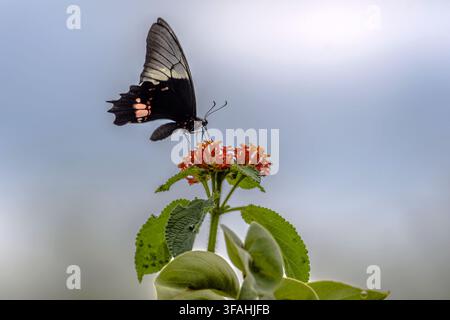 Schmetterling ernährt sich von Blütenektar Stockfoto