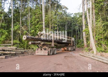 LKW transportiert Holz in einem zertifizierten nachhaltigen Waldmanagementgebiet Stockfoto