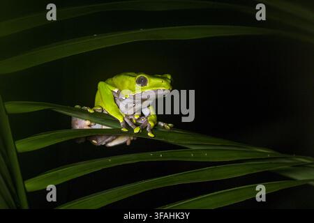 Frosch bekannt als Frosch-kambô, Frosch-cambô oder grüner Frosch Stockfoto