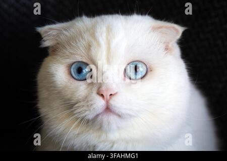 Weiße Scottish-Fold-Katze mit blauen Augen und gefalteten Ohren, die auf einem dunkelgrauen Sofa sitzt Stockfoto