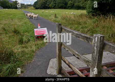 Dunsop Bridge, Clitheroe, Lancashire, UK. 19. August 2026. Blick auf eine mit Schafen gefüllte Wiese über einem Viehgitter und einem geschlossenen Fußweg-Schild Stockfoto