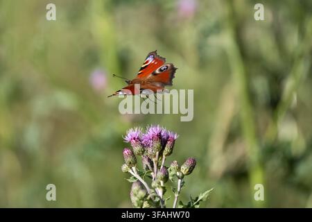 Pfauenfalter Inachis io, ein Imago-Schmetterling, der nach der Nahrungsaufnahme an Distelblüten in Nottinghamshire, UK, im Juli abhebt Stockfoto