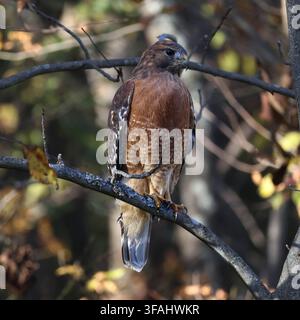 Ein schöner, erwachsener Rotschulterfalk, der auf einem Ast sitzt und das umliegende Gelände nach Beute absucht. Stockfoto
