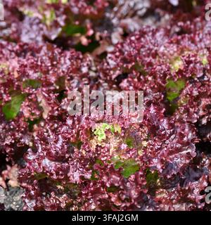 rote Blätter von Salatgemüse, geschnitten und wieder wachsender Lollo-Rosso-Salat, Lactuca sativa, wachsend in einem Garten in Großbritannien im Mai Stockfoto