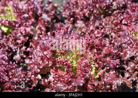 rote Blätter von Salatgemüse, geschnitten und wieder wachsender Lollo-Rosso-Salat, Lactuca sativa, wachsend in einem Garten in Großbritannien im Mai Stockfoto