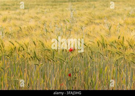 Rote Mohnblumen, die auf den North Wessex Downs in Wiltshire, England, UK, in einem Weizenfeld wachsen Stockfoto
