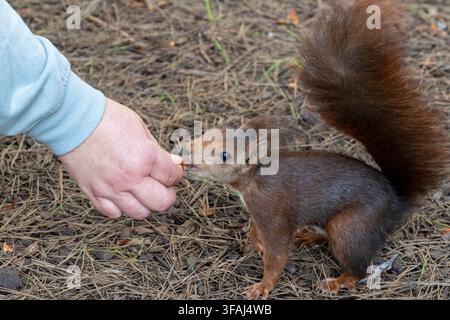 Eine Person füttert ein Eichhörnchen. Das Eichhörnchen ist braun und hat einen langen Schwanz. Die Person hält die Pfote des Eichhörnchens und gibt ihm Nahrung Stockfoto