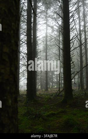 Hohe Nadelbäume stehen zwischen moosbedecktem Waldunterholz und Nebel in Beaworthy, UK, und schaffen eine ruhige, stimmungsvolle Waldszene. Stockfoto