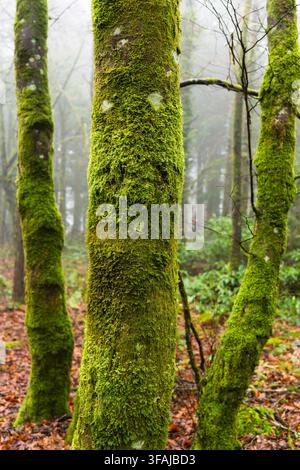 Moosbedeckte Baumstämme stehen zwischen nebliger Waldvegetation und gefallenen Blättern in Beaworthy, UK. Stockfoto