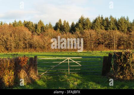 Ein metallenes Bauernhofstor öffnet sich zu einer sonnenbeschienenen grünen Wiese, die von Wald und Hecken in Beaworthy, UK, begrenzt wird. Stockfoto