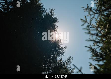 Helles Sonnenlicht, das durch die oberen Äste von immergrünen Bäumen in einem Bergwald scheint und einen dramatischen natürlichen Lichteffekt erzeugt Stockfoto