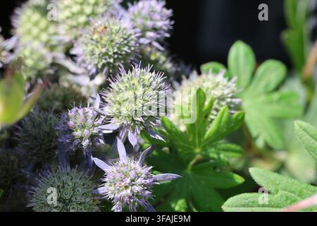 Eryngium planum 'Blue Hobbit'. Nahaufnahme von stacheligen silbernen Blättern und blauem Blütenkopf der flachen Meerholz im Sommer. Stockfoto
