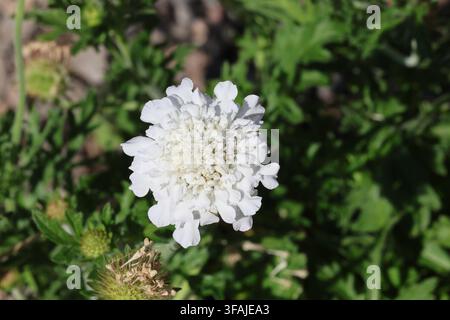 Scabiosa columbaria [Flutter Pure White] ('Balflutturite') (Flutter Serie). Nahaufnahme einer weißen, zierlichen kleinen Skabiosenblüte im Sommer. Stockfoto
