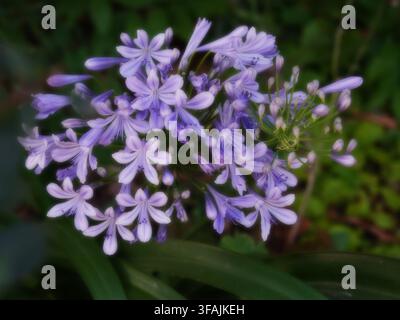 Nahaufnahme von lila Agapantusblüten, die in einem Garten blühen, Nil-Lilie. Stockfoto