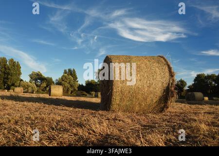 Runde Heuballen ruhen auf einem sonnenbeschienenen Sommerfeld, das im abendlichen Sonnenschein warm leuchtet. Dorset UK Stockfoto