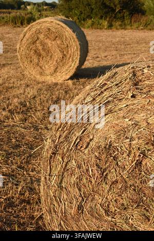 Runde Heuballen ruhen auf einem sonnenbeschienenen Sommerfeld, das im abendlichen Sonnenschein warm leuchtet. Dorset UK Stockfoto
