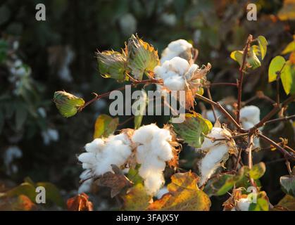 Reife weiße Baumwollblüten an Büschen auf einem Agrarfeld bereit für die Herbsternte unter warmer Sonne. Stockfoto