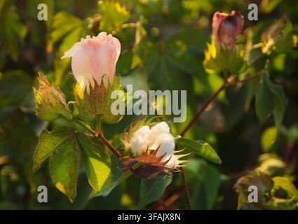 Nahaufnahme einer zarten rosa Baumwollblüte, die neben einer flauschigen weißen Kapsel an einem grünen Zweig unter warmem Sonnenlicht blüht. Stockfoto