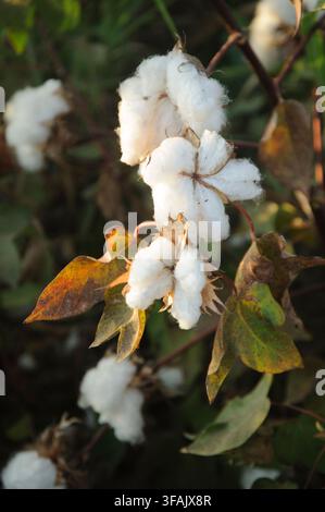 Reife weiße Baumwollblüten an Büschen auf einem Agrarfeld bereit für die Herbsternte unter warmer Sonne. Stockfoto