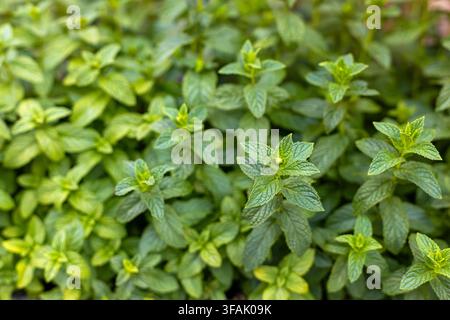 Frische Minzblätter, die im Garten wachsen. Frische grüne Minzpflanzen mit strukturierten Blättern und neuen Trieben, die dicht in einem Garten wachsen. Stockfoto