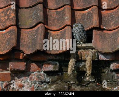 Eine kleine Eule Athene noctua sitzt vor ihrem Dachhaus in einer alten Scheune auf dem Bauernhof von Norfolk. North Norfolk, Großbritannien Stockfoto