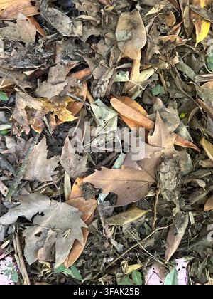 Nahaufnahme von getrockneten braunen Herbstblättern, die auf dem Waldboden verstreut sind Stockfoto