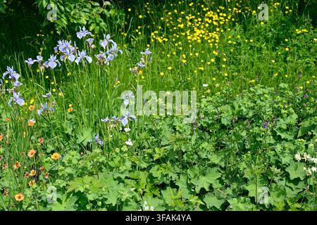 Frühsommer-WiesenSzene mit blauer sibirischer Schwertlilie, Iris sibirica, Butterblumen, orangefarbenem Geum, Akelei und Frauenmantel, UK Mai Stockfoto