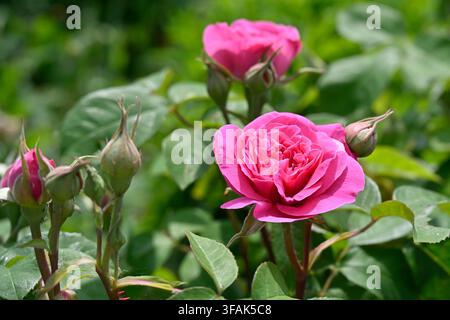 Reiche rosa Sommerblume der Rose, Rosa Gertrude Jekyll, die im UK-Garten im Mai wächst Stockfoto