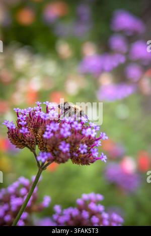 Bumblebee, Hummelsart, auf lila Verbena-Blüten, in einem Garten in Kent, England, UK Stockfoto