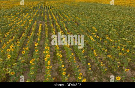 Luftaufnahme von Reihen von Sonnenblumen auf einem landwirtschaftlichen Feld in Portugal. Stockfoto