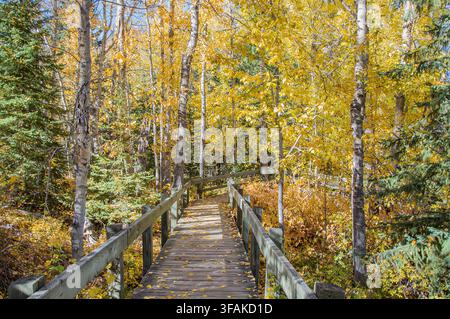 Ein malerischer Holzsteg, der mit gefallenen Blättern bedeckt ist, schlängelt sich durch einen dichten Wald aus leuchtend gelben Espen und grünen Kiefern an einem sonnigen Herbsttag Stockfoto